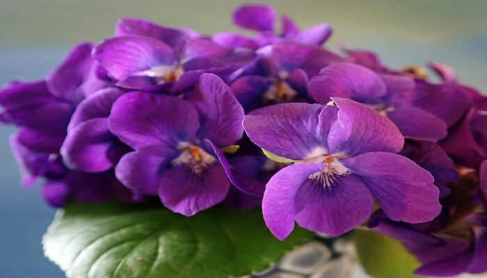violet flowers mean unrequited love
