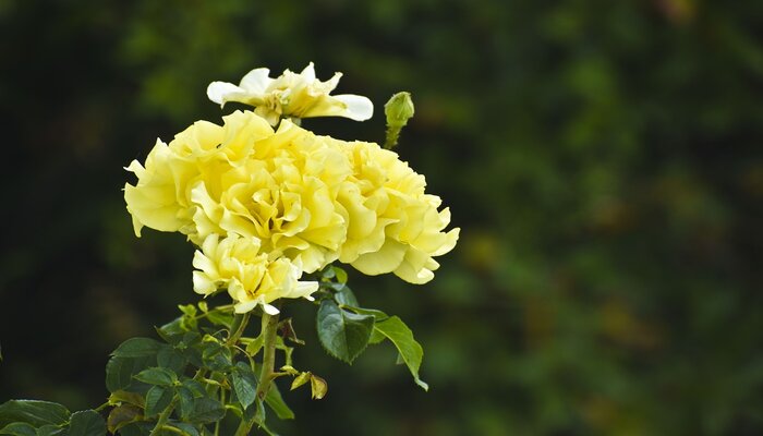 yellow carnation one sided love flower