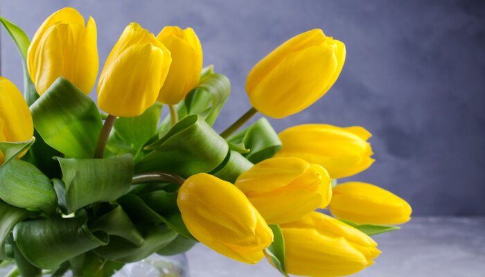 yellow tulip unrequited love flower