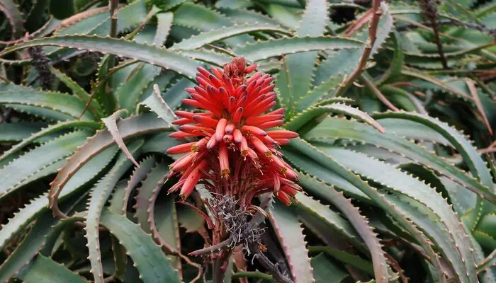 Aloe Vera flower