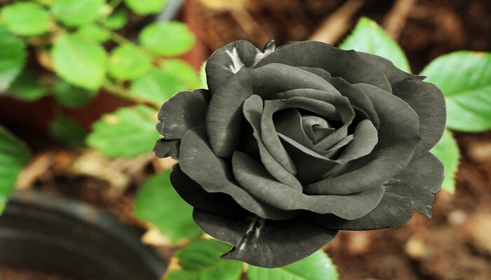 Black Rose