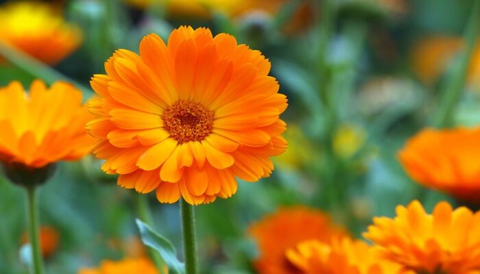 Calendula flower