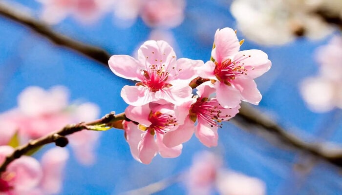 Cherry Blossom symbolizes emotional healing