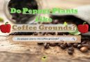 Pepper Plants Like Coffee Grounds
