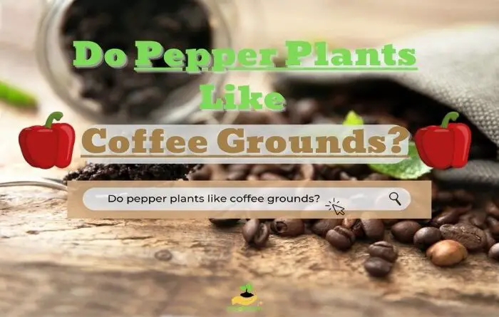 Pepper Plants Like Coffee Grounds