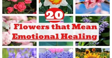 Flowers That Mean Emotional Healing