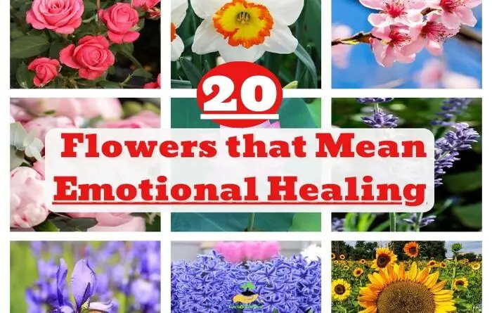 Flowers That Mean Emotional Healing