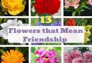 Flowers That Mean Friendship