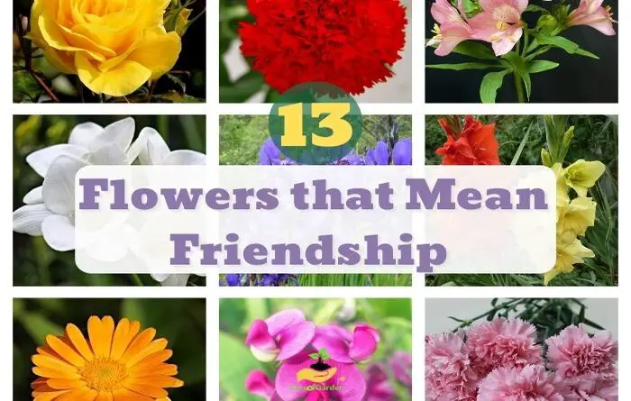 Flowers That Mean Friendship