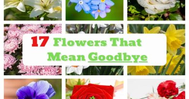 Flowers That Mean Goodbye