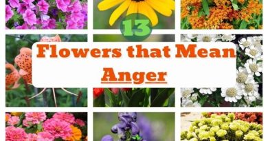 Flowers that Mean Anger and Hatred