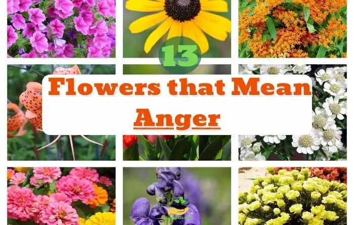 Flowers that Mean Anger and Hatred