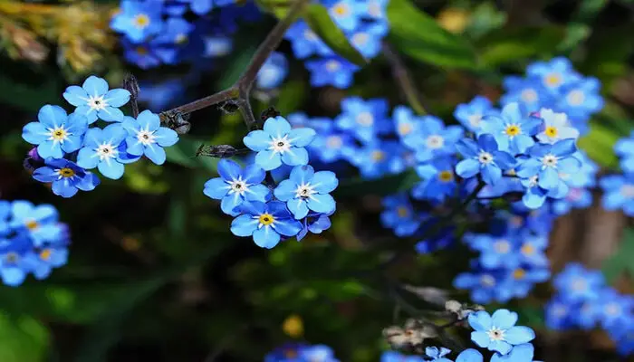 Forget-Me-Not represent emotional healing