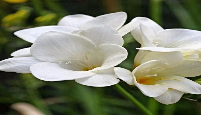 Freesia flower represent friendship