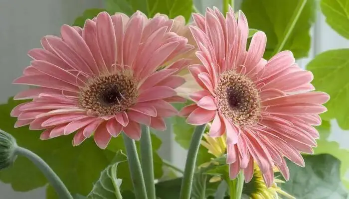 Gerbera Daisy represent emotional healing