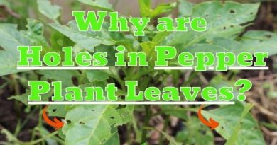 Holes In Pepper Plant Leaves