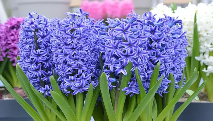 Hyacinth flowers for spiritual healing