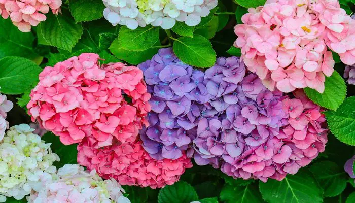 Hydrangeas flower says goodbye