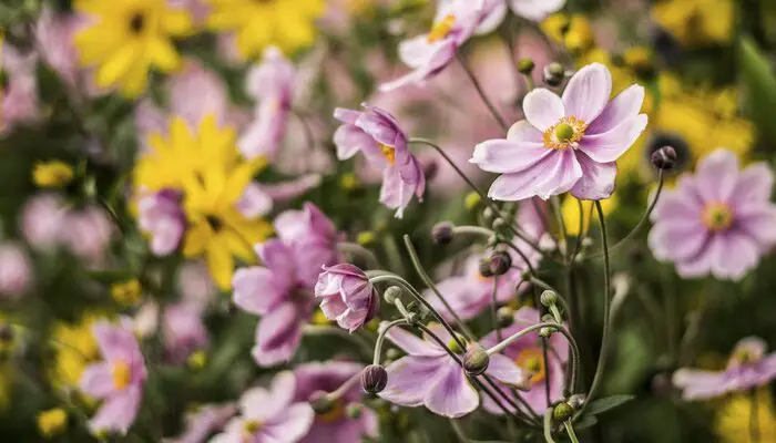 Japanese anemone flowers symbolizes goodbye