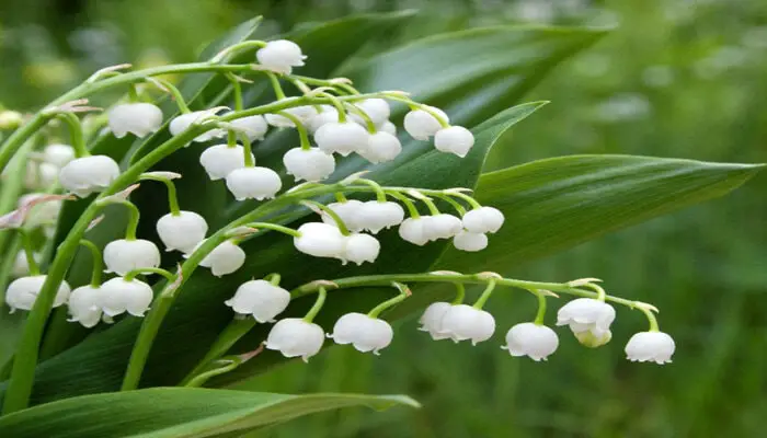 Lily of the Valley symbolize emotional healing