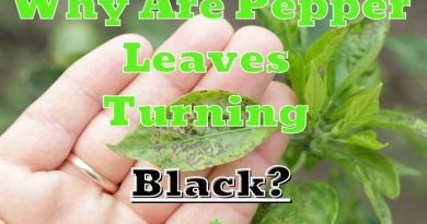 Pepper Leaves Turning Black