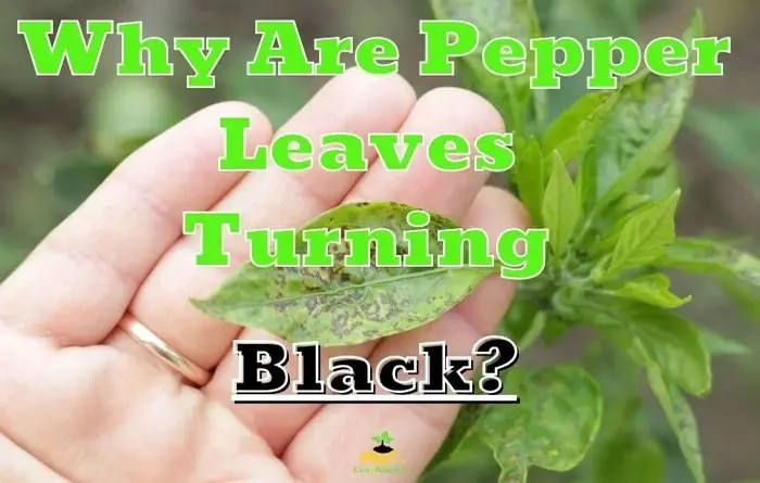 Pepper Leaves Turning Black
