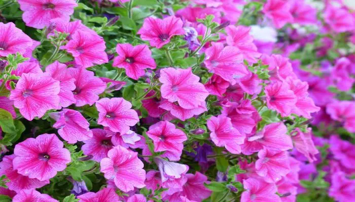 Petunia flower means anger