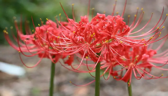 Red spider lily goodbye flower