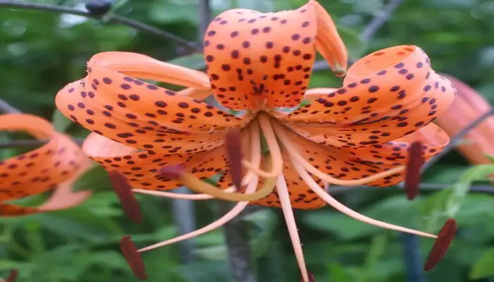 tiger lilies flower represent anger