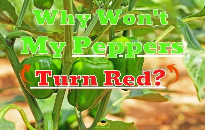 Why Won't Peppers Turn Red