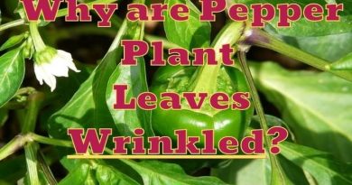 Pepper Plant Leaves Wrinkled or Curled