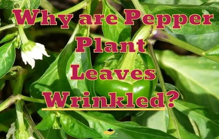 Pepper Plant Leaves Wrinkled or Curled