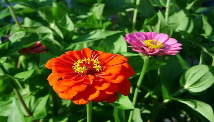 Zinnia flower for emotional healing