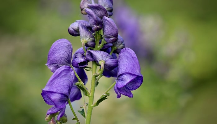 aconite flower that symbolizes resentment and anger