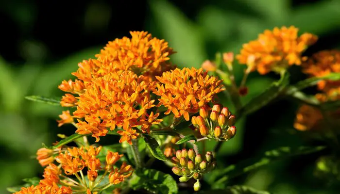 butterfly weed flowers that represent anger