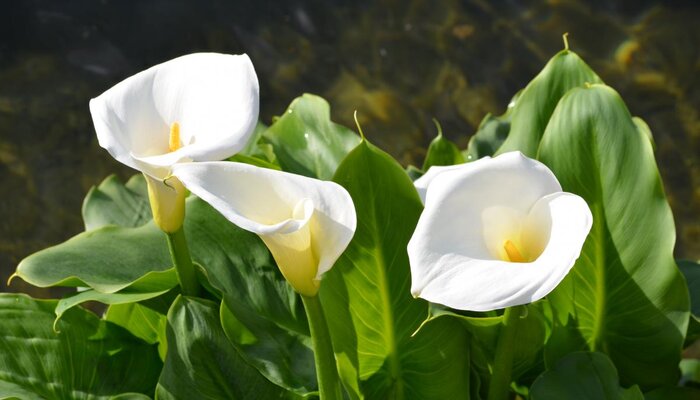 calla lilies are flowers that means goodbye