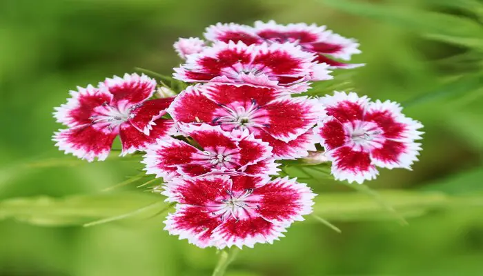 carnation flowers