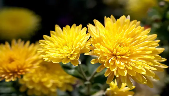 chrysanthemum flower meaning deep friendship