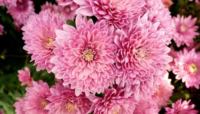 chrysanthemums flower means goodbye