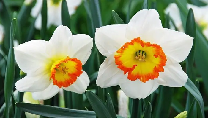 daffodil flower for emotional healing