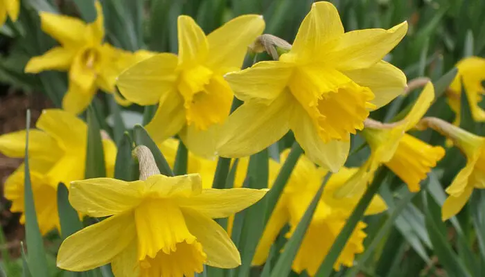 Daffodils flower represent goodbye