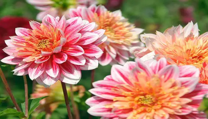 dahlias means farewell