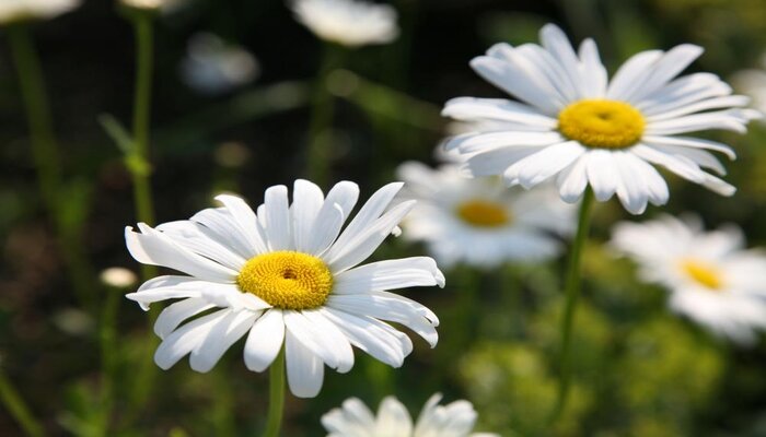 daisie flower that symbolizes goodbye