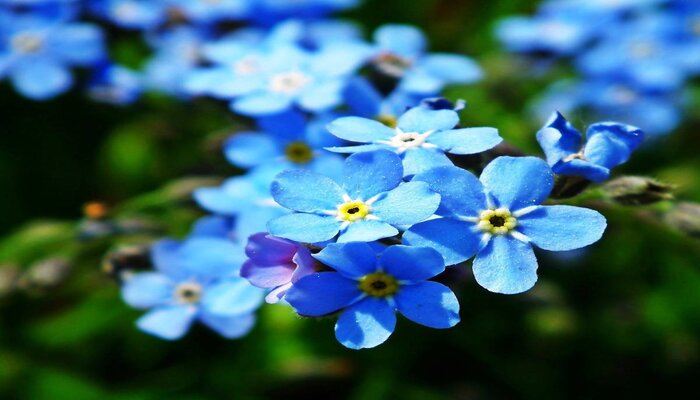 forget me not flower represents goodbye