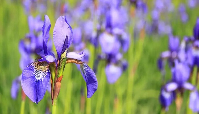 iris flower mean healing