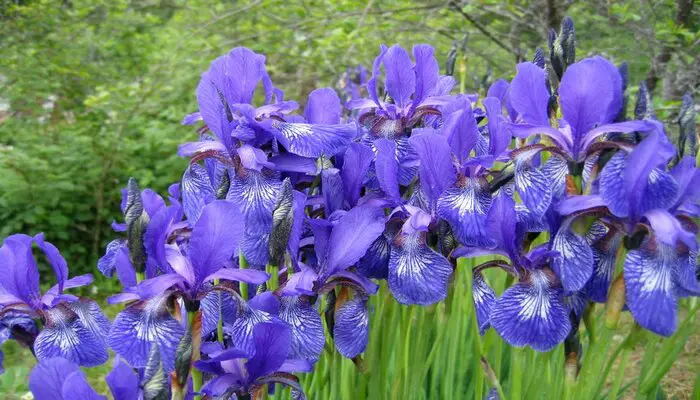 iris flower symbolize friendship