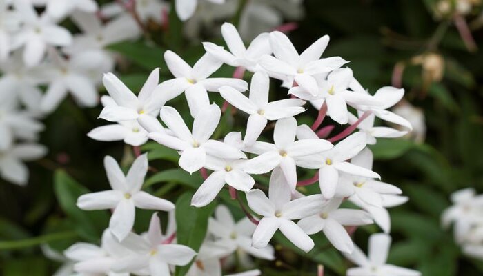 jasmine means emotional healing