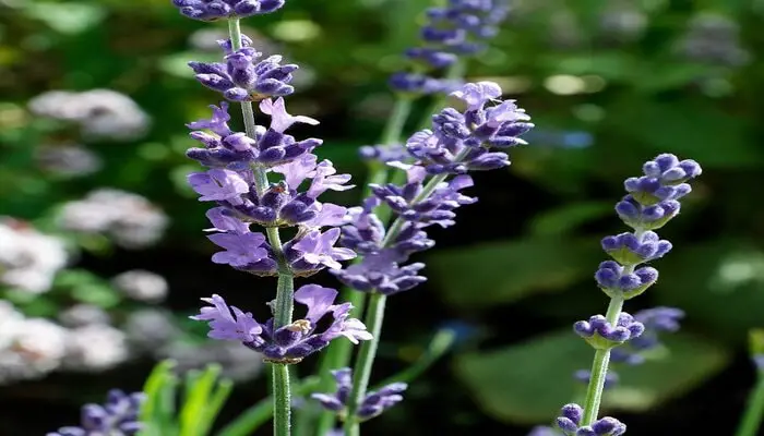 lavender means emotional healing