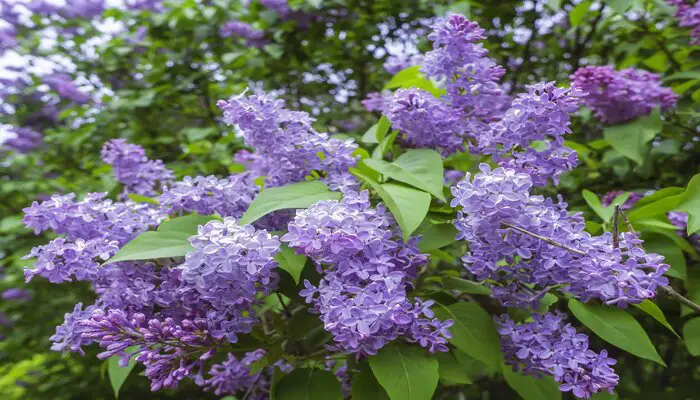 lilac flower meaning friendship