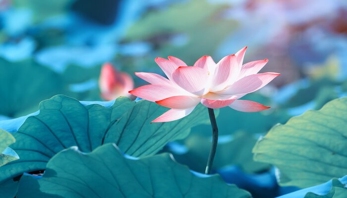 lotus flower symbolize emotional healing